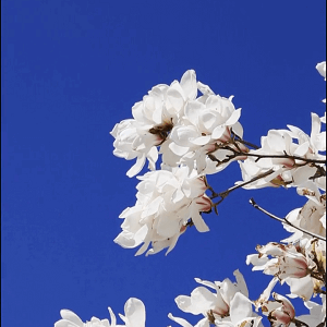 春天已来，北科花开#高校邀你来赏花#春日校园#春天你好#抖音春光正当时